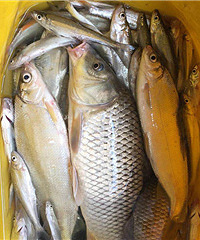 ��ɽ����������ˣ����Ż���