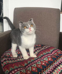 ��ֻӢ���ؼ۳���������ȡ���ߵεη�