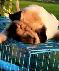 �����͸����