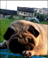 �����͸����