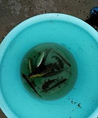 ����Ŷ���Ǹ���ó�