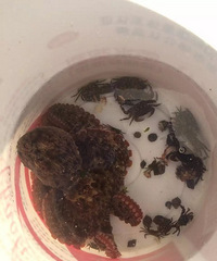 ����Ŷ���Ǹ���ó�