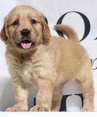 ��800̩��666��ë666��ʿ��1ǧ��������1ǧ�͸�1ǧ