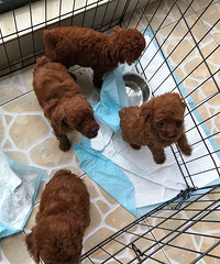 ����С̩���ĸ�������������ĸ����ɫ���죬