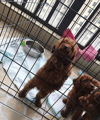 ����С̩���ĸ�������������ĸ����ɫ���죬