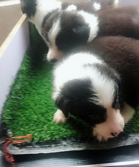 ������С��