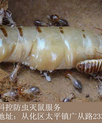 从化为什么会出现白蚁