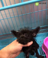 �����������С��