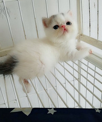 �������ӷƵܵ�