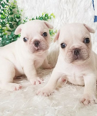 ����˫Ѫͳ����ɫ�������¼�