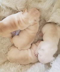 ����˫Ѫͳ����ɫ�������¼�