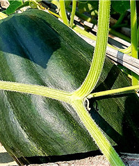 ����֪�������ʲô��