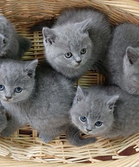 �ۣ�������С��è ��������