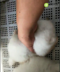 ˫������С���ţ�����С����ĸ