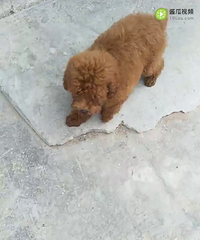 �������¼�