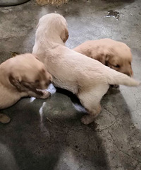 ����С��ë������