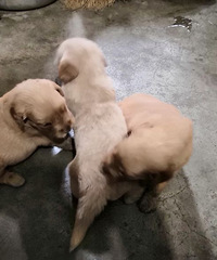 ����С��ë������