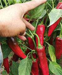 ���������ˣ���������������