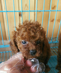 �ԼҰ�ɫ������ɫ̩��