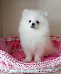 �ԼҰ�ɫ������ɫ̩��