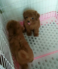 ��������С̩�ϳ���