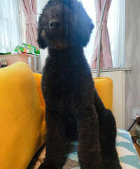 �Ҽҵ�������