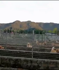 ̨�ݶ��ž���Ȯ�� רҵ������ë��ֳ Ȯ��