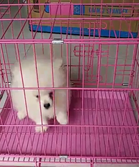 ��ɫ����һֻ�������£�������ȫ���۸�����