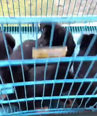 ����С��������������������һ�Ժ�ܺ�