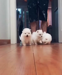 ���ۿɰ������˵�С����