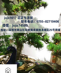 新手最容易犯错误 南山区绿植盆栽