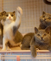 ���ݱ��ؼ����Ĵ���Ӣ������ ��è