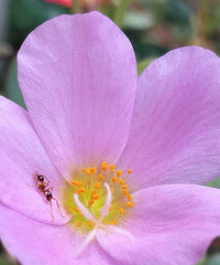 一花一世界