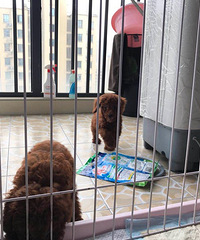 ����С̩��һ��һĸ����ɫ���죬����壬��