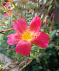 一花一世界
