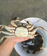 八月半吃蟹正当时