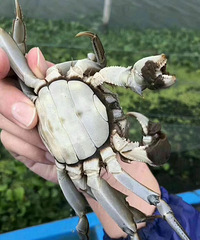 八月半吃蟹正当时