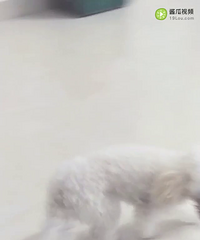 ���Ҽ�ѩ���Ҹ��Ϲ�