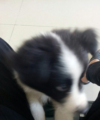 ������Ȯϲ����ϵ