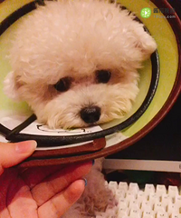 宠物店洗澡后狗子皮肤溃烂流脓出血