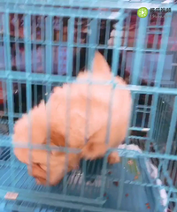 ����2������ʨ����