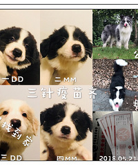 ����������ֽ�������������г���������Ƭ������ʱ�ģ�ϲ����˽��