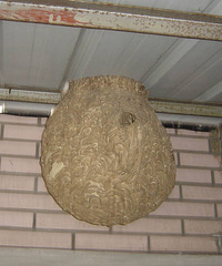 ��̨�������и����ѣ�Ƥ���С������ô�죿