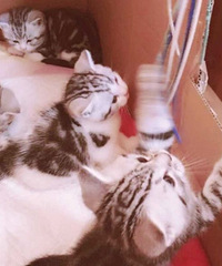 自家繁育,起司猫,虎斑加白,纯种,猫爸妈