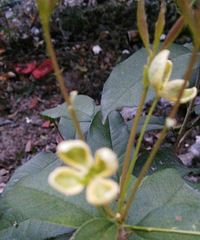 好大朵桂花