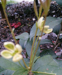 好大朵桂花