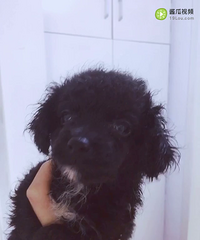 小泰迪免费领养