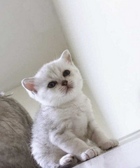 有偿领养英短,银渐层,猫咪快两个月了,眼