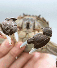 What�����κ���բз����ſ���?����֮ǰ�Ե���ɶ�� ר������