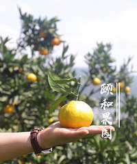 【云南蜜橘上新 】好的东西总